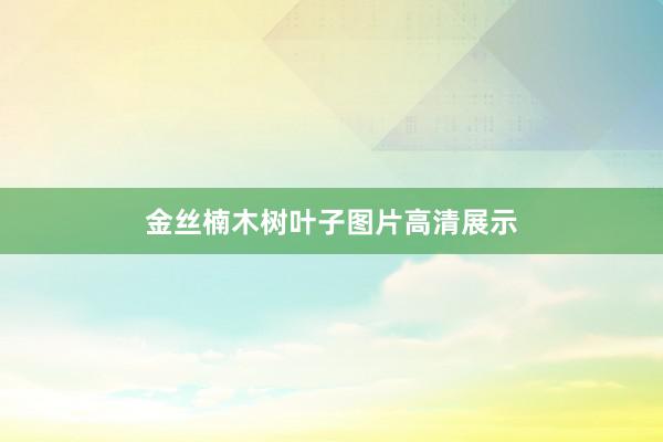 金丝楠木树叶子图片高清展示