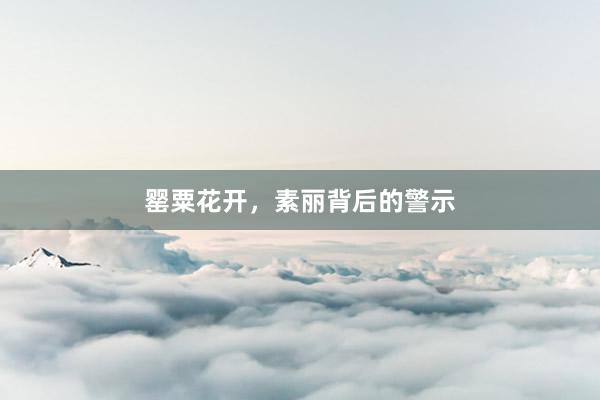 罂粟花开，素丽背后的警示